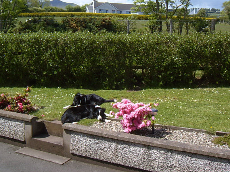 Garron View Panzió Cushendall Kültér fotó